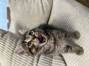 2 süße Babykatzen suchen neues Zuhause 