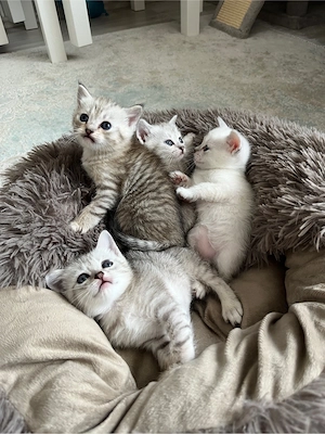 Siam BKH Mix Kitten