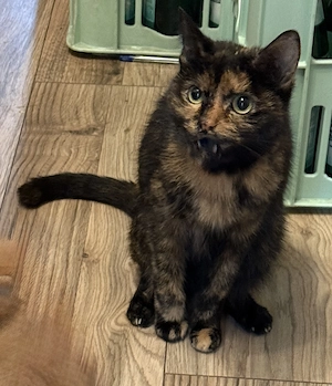 Schildpatt Katze 3 1 2 Jahre abzugeben 