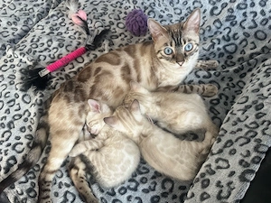 zauberhafte Bengalkitten