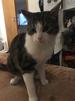 Bounty (Kater)