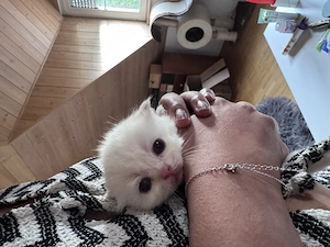 Super Süße Perser mix Kitten