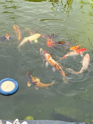 Koi Fische und Babys 