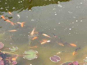 Koi Fische und Babys 