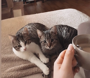 Kater suchen ein Zuhause 