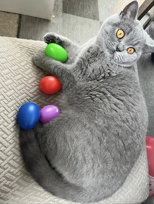 Bkh Katze Weiblich
