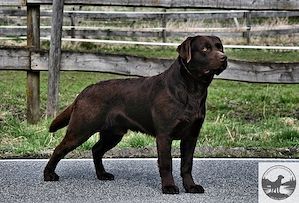  Labrador Retriever Welpen in der Farbe chocolate und blond vom Züchter  Bild 9
