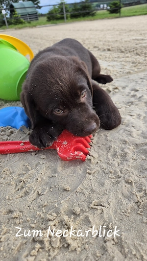  Labrador Retriever Welpen in der Farbe chocolate und blond vom Züchter  Bild 2