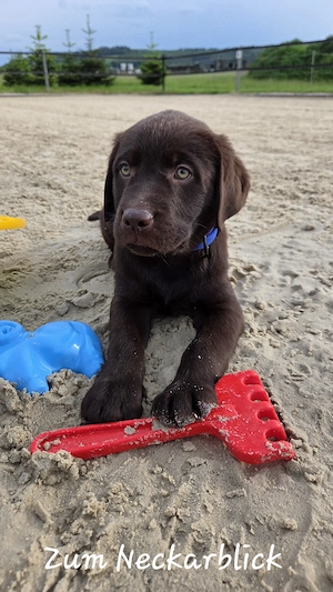  Labrador Retriever Welpen in der Farbe chocolate und blond vom Züchter  Bild 7