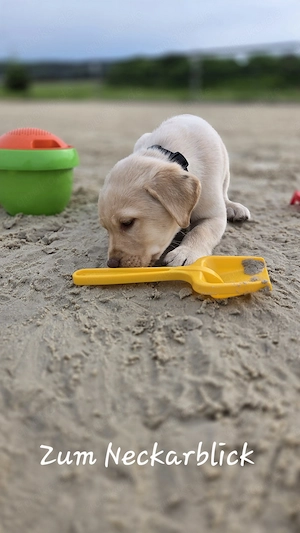  Labrador Retriever Welpen in der Farbe chocolate und blond vom Züchter  Bild 5