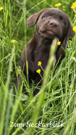  Labrador Retriever Welpen in der Farbe chocolate und blond vom Züchter  Bild 8