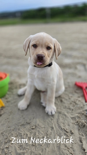  Labrador Retriever Welpen in der Farbe chocolate und blond vom Züchter 