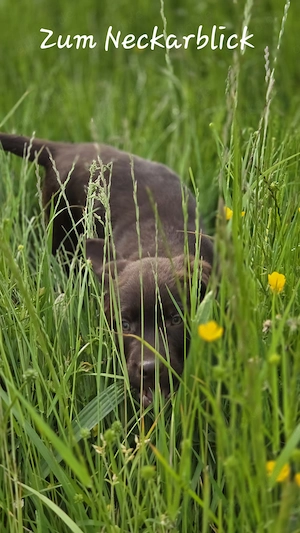  Labrador Retriever Welpen in der Farbe chocolate und blond vom Züchter  Bild 10