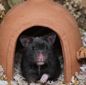 Goldhamsterweibchen Hamster Goldhamster 