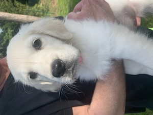 Golden Retriever Welpe ( Hündin ) 