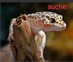 Suche Leopardgeckos