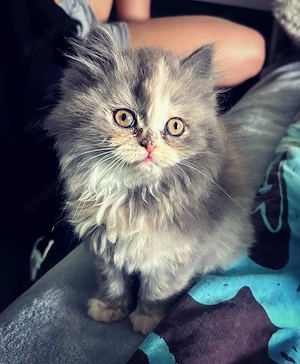 BLH kleine flauschige Kuschelmaus 