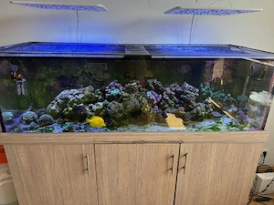 Meerwasseraquarium zu verkaufen