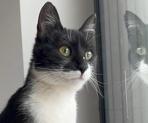 Zutrauliches Katzenmädchen sucht ein liebevolles Zuhause