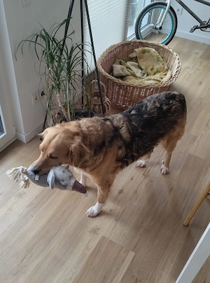Kara, geb. ca. 12. 2015, lebt in einer Familie in 53913 Swisttal  Bild 4