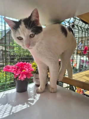Hazel Freundliche verspielte Katze sucht spannende Familie 