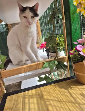 Hazel Freundliche verspielte Katze sucht spannende Familie 