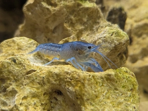 Blauer Florida Krebse (Procambarus alleni blue) abzugeben