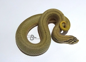 Heterodon nasicus (Westliche Hakennasennatter) DNZ 2024 aus Hobbyzucht Bild 2
