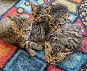   Vier zuckersüße EKH-Kitten suchen ein kuscheliges Zuhause!