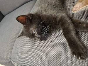 Kurzhaar Katzenbabys