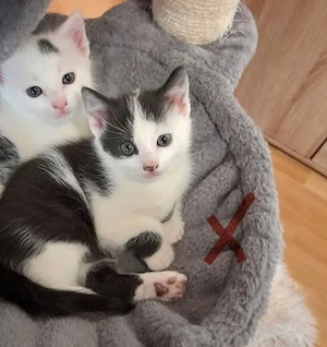 Katzen Babys zu Verkaufen.