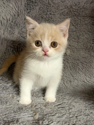 Bkh Kitten Mit Stammbaum 