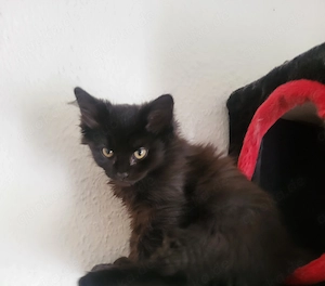 Letzter BKH BLH Kater sucht 