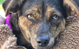Amy sucht ein freies Körbchen Bild 9