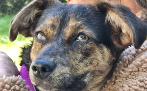 Amy sucht ein freies Körbchen Bild 10