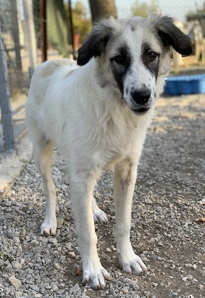Bo, geb. ca. 05 2022, lebt in GRIECHENLAND, im städt. Tierheim Serres  Bild 9