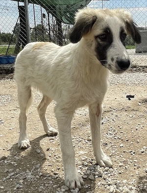 Bo, geb. ca. 05 2022, lebt in GRIECHENLAND, im städt. Tierheim Serres  Bild 5
