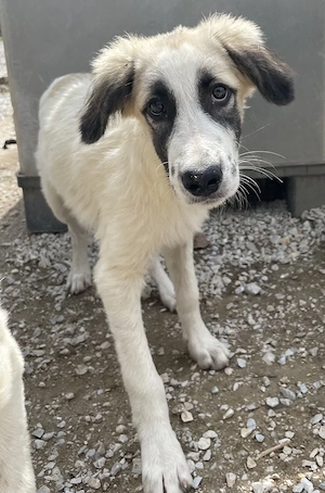 Bo, geb. ca. 05 2022, lebt in GRIECHENLAND, im städt. Tierheim Serres  Bild 6