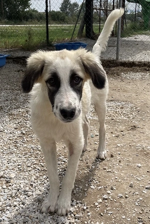 Bo, geb. ca. 05 2022, lebt in GRIECHENLAND, im städt. Tierheim Serres  Bild 3
