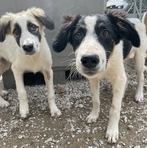 Bo, geb. ca. 05 2022, lebt in GRIECHENLAND, im städt. Tierheim Serres  Bild 7