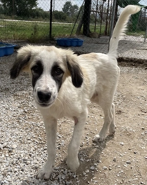Bo, geb. ca. 05 2022, lebt in GRIECHENLAND, im städt. Tierheim Serres  Bild 2