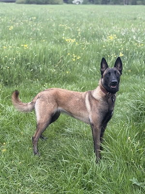BESTPLATZ für Malinois Hündin