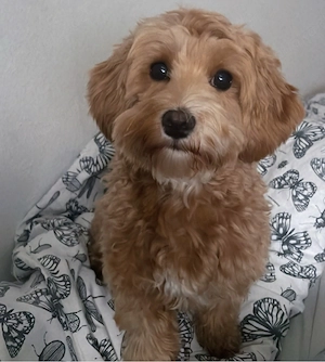 Wurfankündigung Maltipoo
