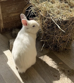 Weiße Zwergkaninchen abzugeben, weiblich 