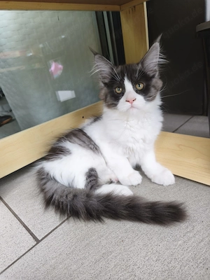 Maine Coon Kitten Mit Stammbaum