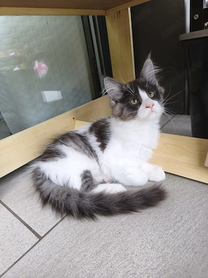 Kitten Ab sofort umziehen können 