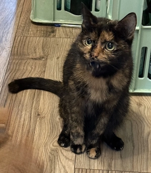 Schildpatt Katze 3 1 2 Jahre abzugeben 