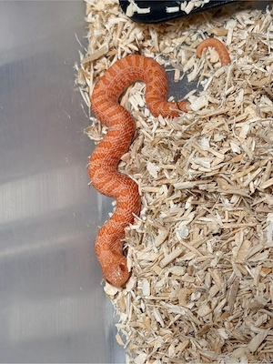 Heterodon Nasicus, Hakennasennatter 