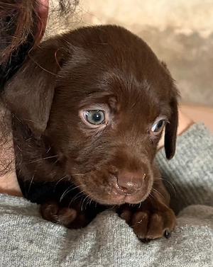 Labradorwelpen in braun suchen neues zuhause