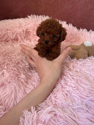 Teacup Pudel Toy Toypudel Hündin Red